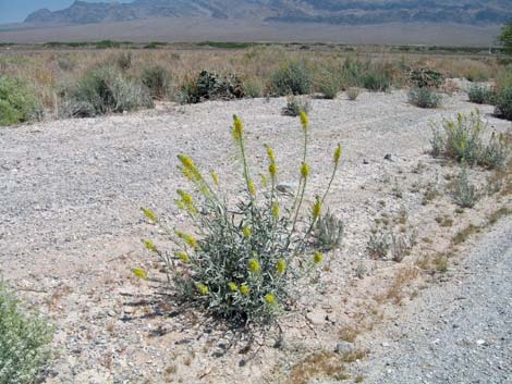 Desert Princesplume (Stanleya pinnata)