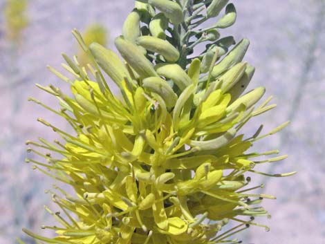 Desert Princesplume (Stanleya pinnata)