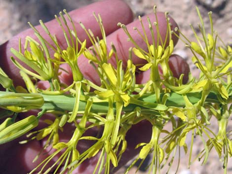 Desert Princesplume (Stanleya pinnata)