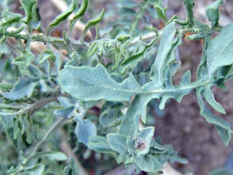 Desert Princesplume (Stanleya pinnata)