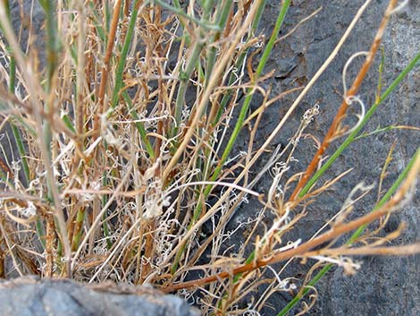 Spiny Goldenweed (Xanthisma spinulosum)