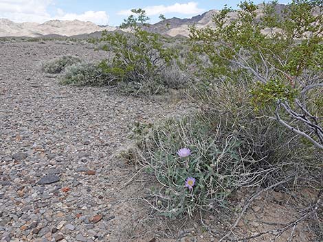 Desert Aster (Xylorhiza tortifolia)