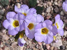 Desert Wildflowers