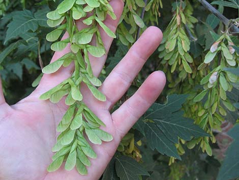 Boxelder (Acer negundo)