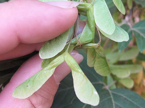 Boxelder (Acer negundo)