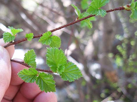 Water Birch (Betula occidentalis)