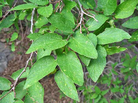 Netleaf Hackbury (Celtis reticulata)