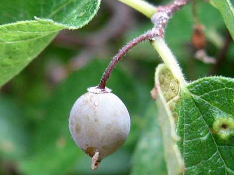 Netleaf Hackbury (Celtis reticulata)