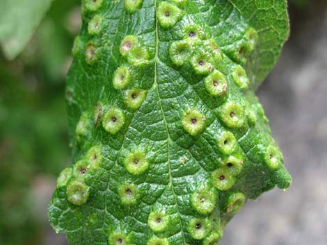 Netleaf Hackbury (Celtis reticulata)