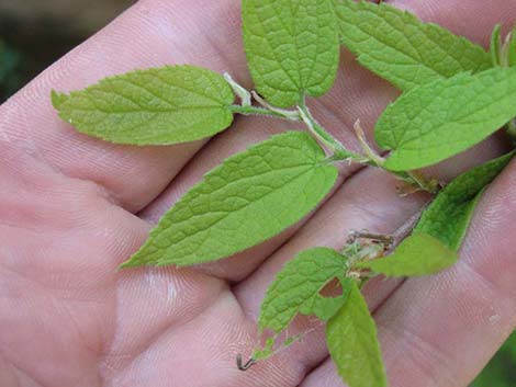 Netleaf Hackbury (Celtis reticulata)