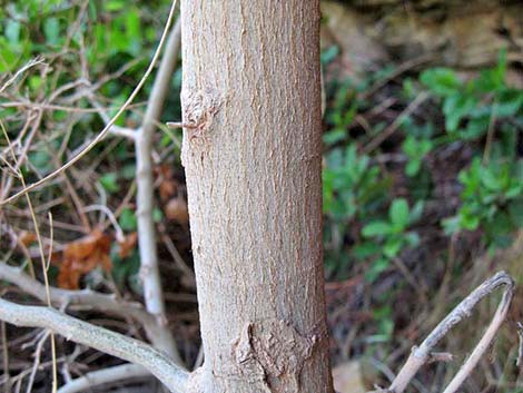 Netleaf Hackbury (Celtis reticulata)