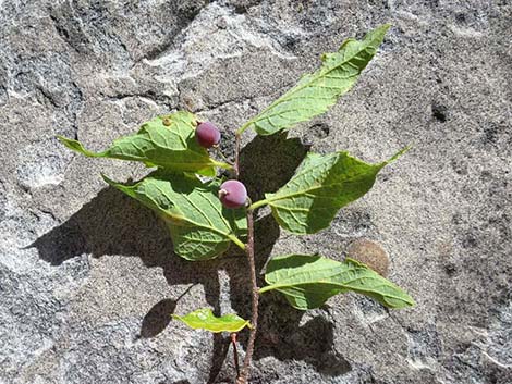 Netleaf Hackbury (Celtis reticulata)