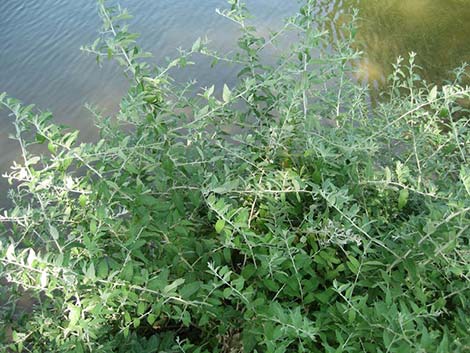 Russian Olive (Elaeagnus angustifolia)