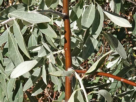 Russian Olive (Elaeagnus angustifolia)