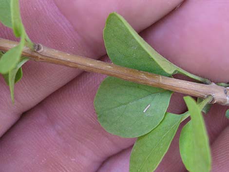 Singleleaf Ash (Fraxinus anomala)