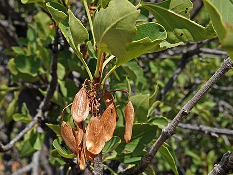 Singleleaf Ash (Fraxinus anomala)