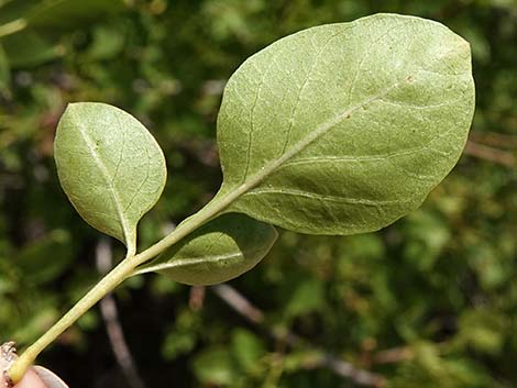 Singleleaf Ash (Fraxinus anomala)