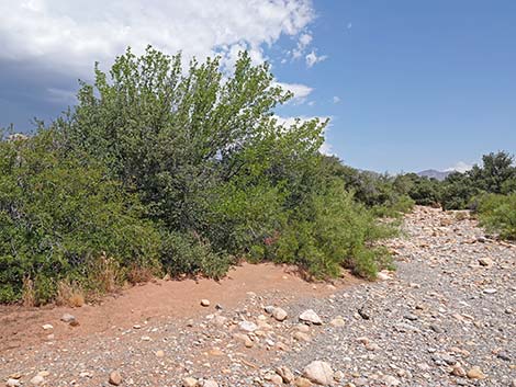 Singleleaf Ash (Fraxinus anomala)