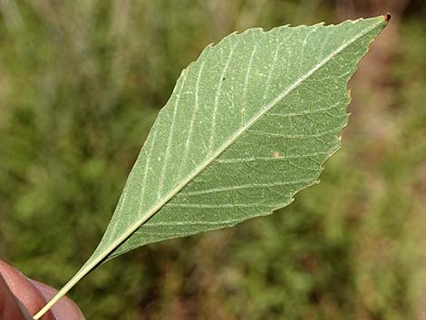 Velvet Ash (Fraxinus velutina)