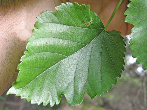 White Mulberry (Morus alba)