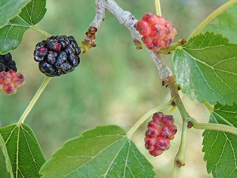 White Mulberry (Morus alba)