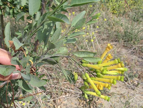 Tree Tobacco (Nicotiana glauca)