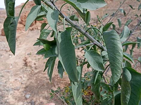 Tree Tobacco (Nicotiana glauca)