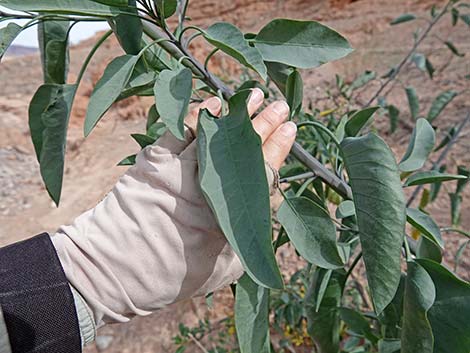 Tree Tobacco (Nicotiana glauca)