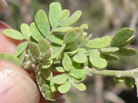 Ironwood Tree (Olneya tesolata)