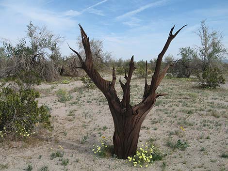 Ironwood Tree (Olneya tesolata)