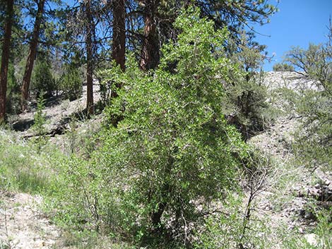 Narrowleaf Cottonwood (Populus angustifolia)