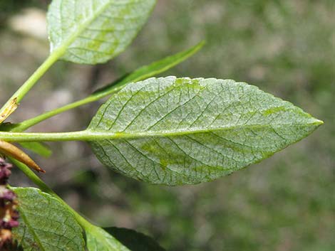 Narrowleaf Cottonwood (Populus angustifolia)