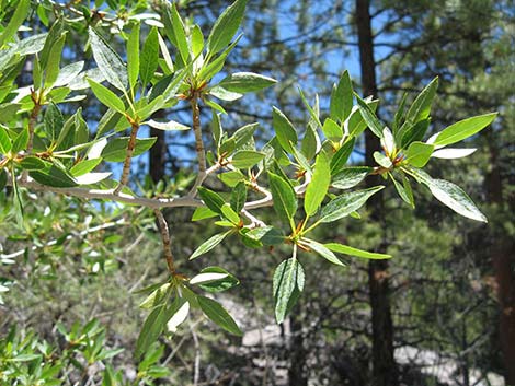 Narrowleaf Cottonwood (Populus angustifolia)