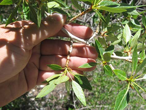 Narrowleaf Cottonwood (Populus angustifolia)