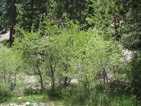 Narrowleaf Cottonwood (Populus angustifolia)