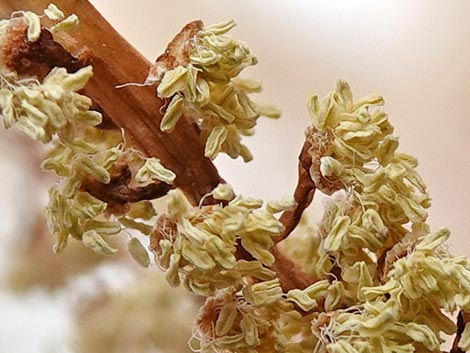 Fremont's Cottonwood (Populus fremontii)