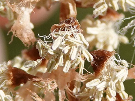 Fremont's Cottonwood (Populus fremontii)