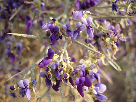 Smoketree (Psorothamnus spinosus)