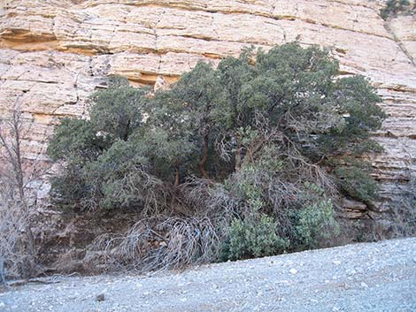 Canyon Live Oak (Quercus chrysolepis)