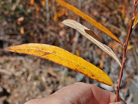 Arroyo Willow (Salix lasiolepis)