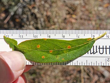 Arroyo Willow (Salix lasiolepis)