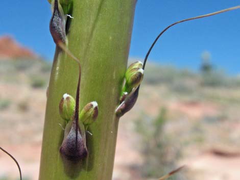 Clark Mountain Agave (Agave utahensis var. nevadensis)