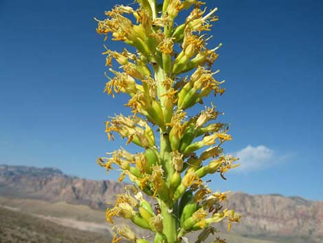 Clark Mountain Agave (Agave utahensis var. nevadensis)