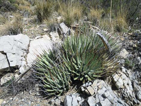 Clark Mountain Agave (Agave utahensis var. nevadensis)