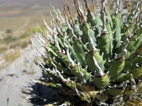 Clark Mountain Agave (Agave utahensis var. nevadensis)