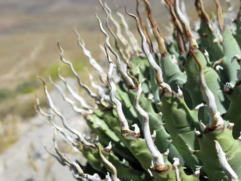 Clark Mountain Agave (Agave utahensis var. nevadensis)