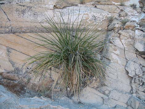 Beargrass (Nolina microcarpa)