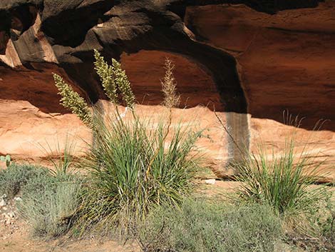 Beargrass (Nolina microcarpa)