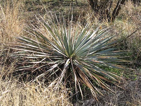 Beargrass (Nolina microcarpa)