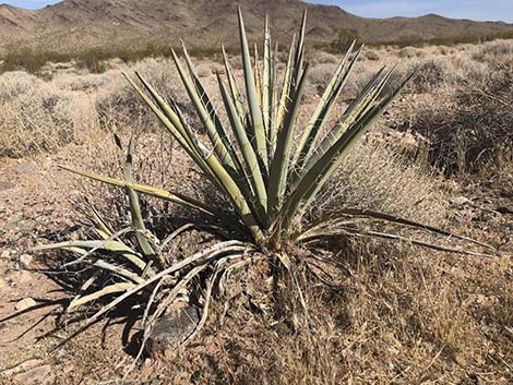 Banana Yucca (Yucca baccata)